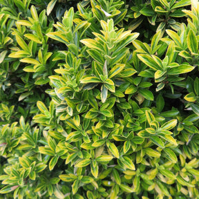 Euonymus japonicus microphyllus Aureovariegatus - Japanischer Spindelstrauch 'Microphyllus Aureovariegatus' - Blühende Sträucher