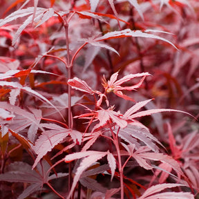 Verkauf Japanischer Ahorn 'Shaina' - Acer palmatum Shaina