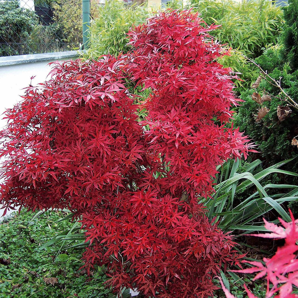 Acer palmatum Shaina - Japanischer Ahorn 'Shaina' - Japanischer Ahorn