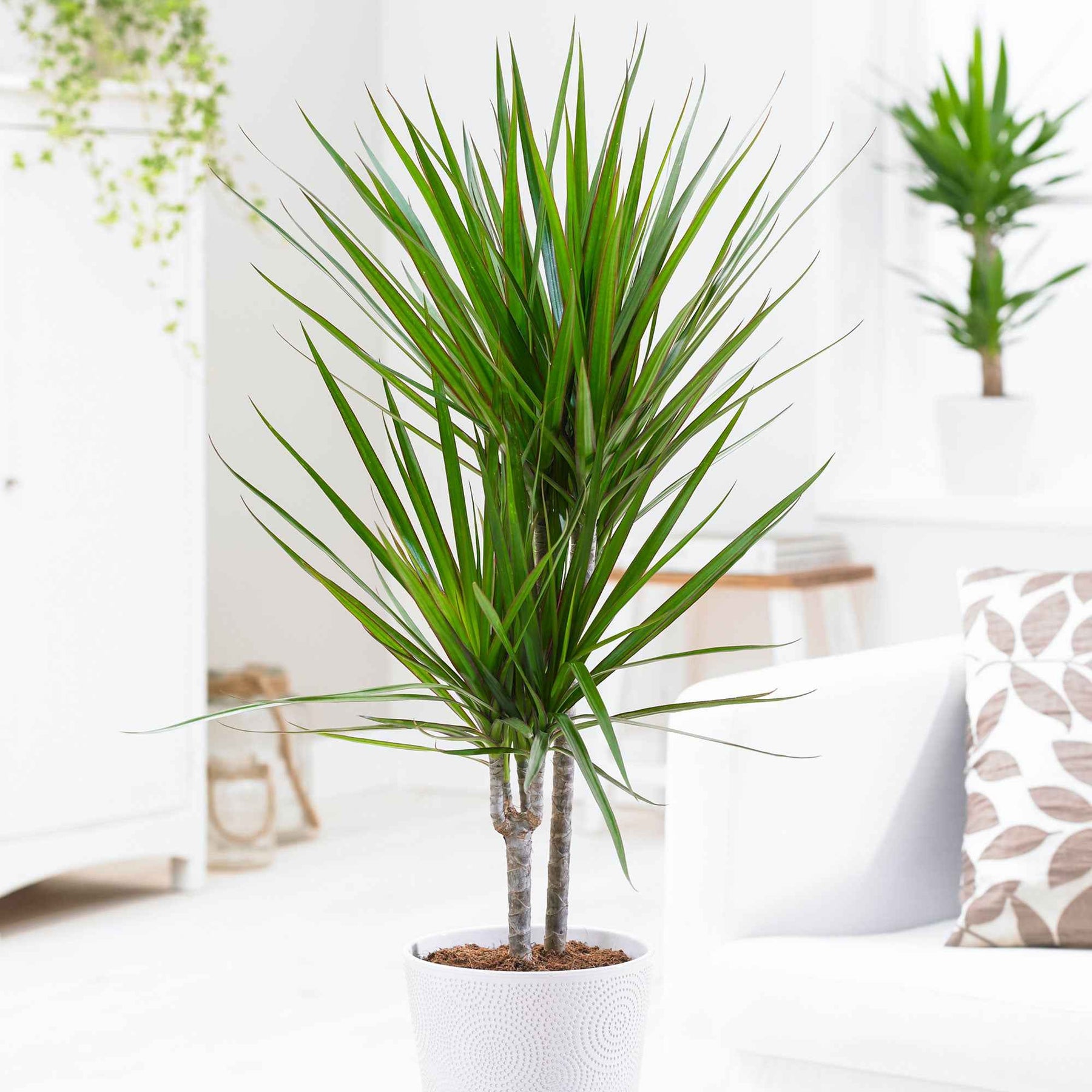 Dracaena marginata - Gerandeter Drachenbaum - Dracaena