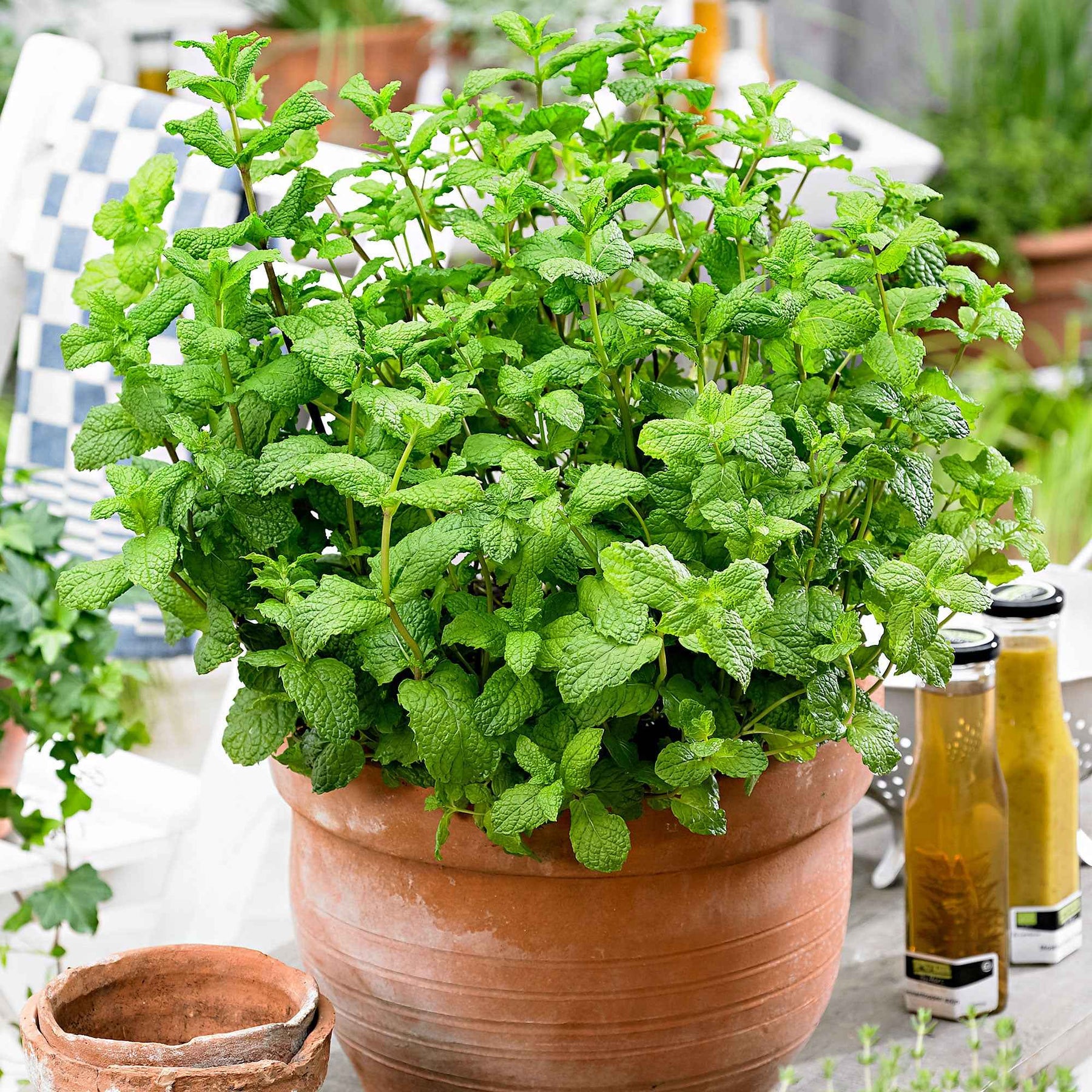 Marokkanische Minze 'Maroccan' - Mentha spicata - Willemse