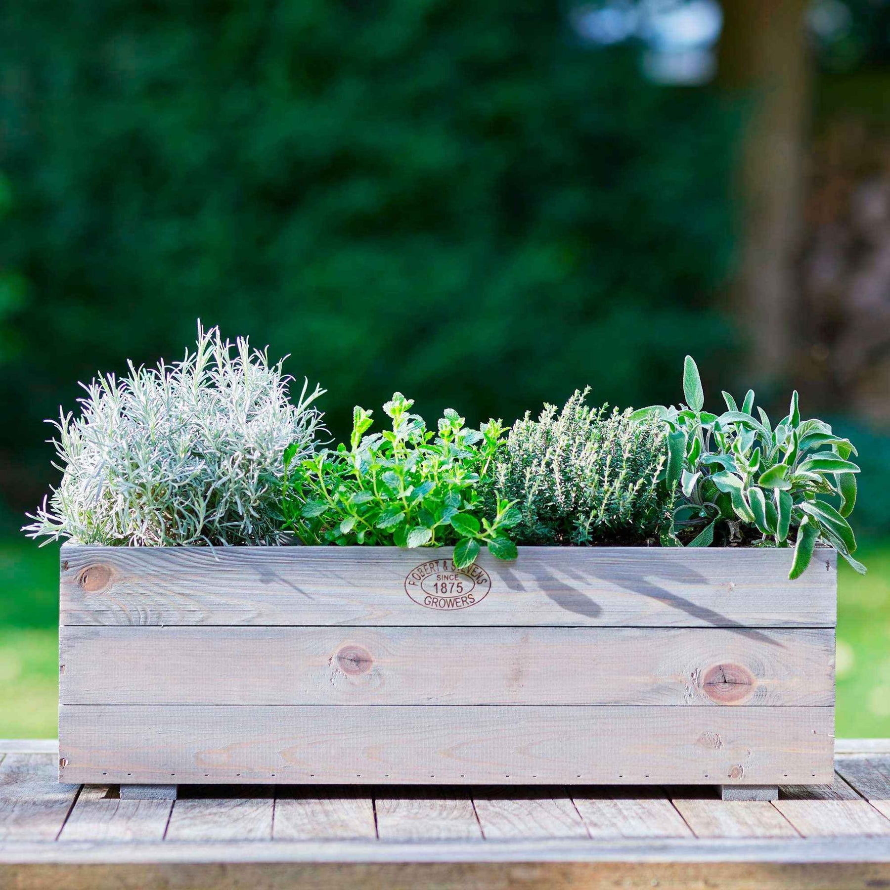 Thymian - Gedrungener Thymian 'Compactus' - Thymus vulgaris compactus