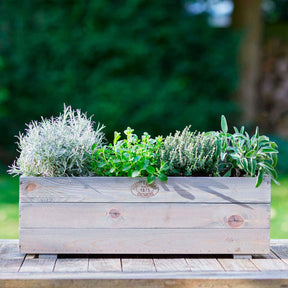 Thymian - Gedrungener Thymian 'Compactus' - Thymus vulgaris compactus