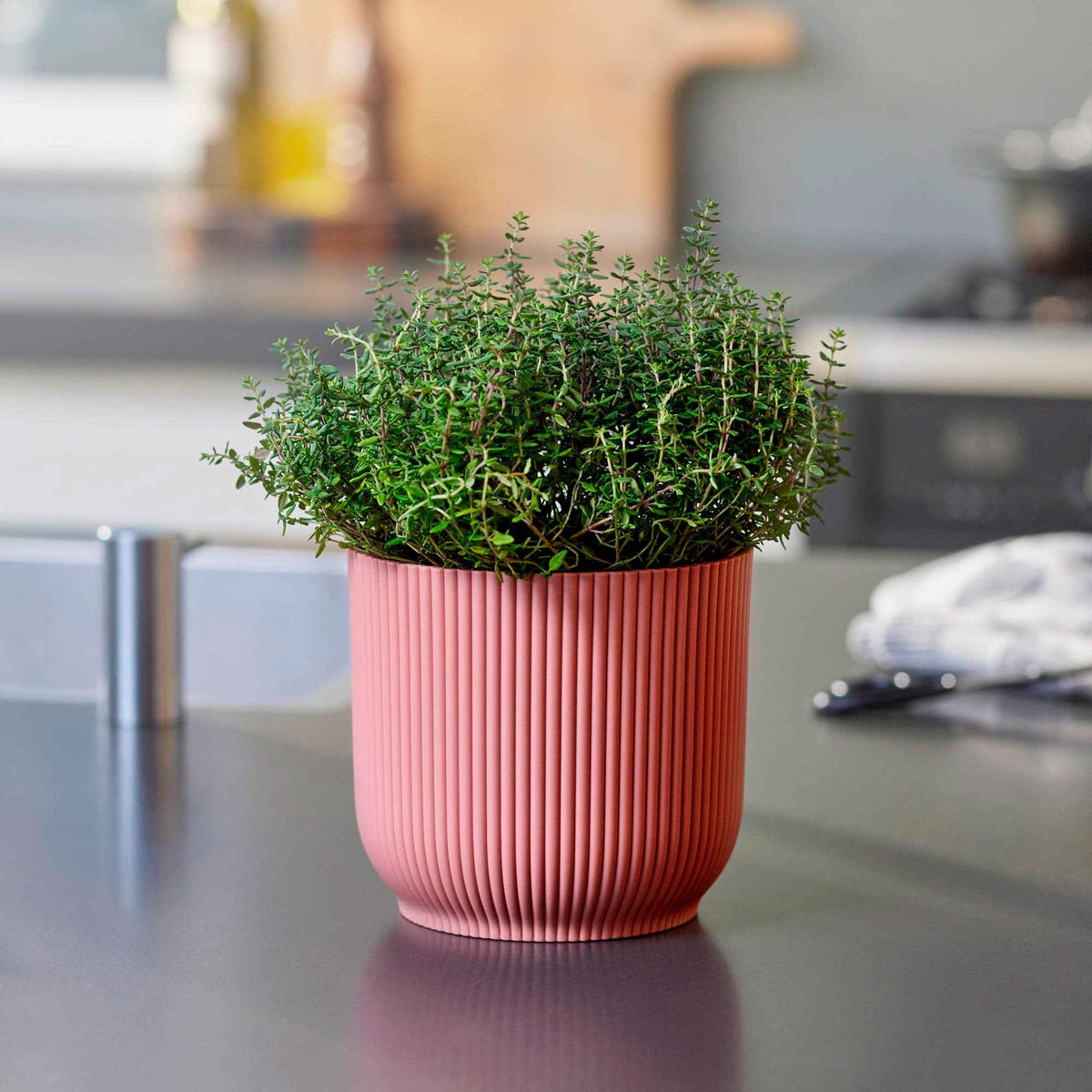 Gedrungener Thymian 'Compactus' - Thymus vulgaris compactus - Willemse