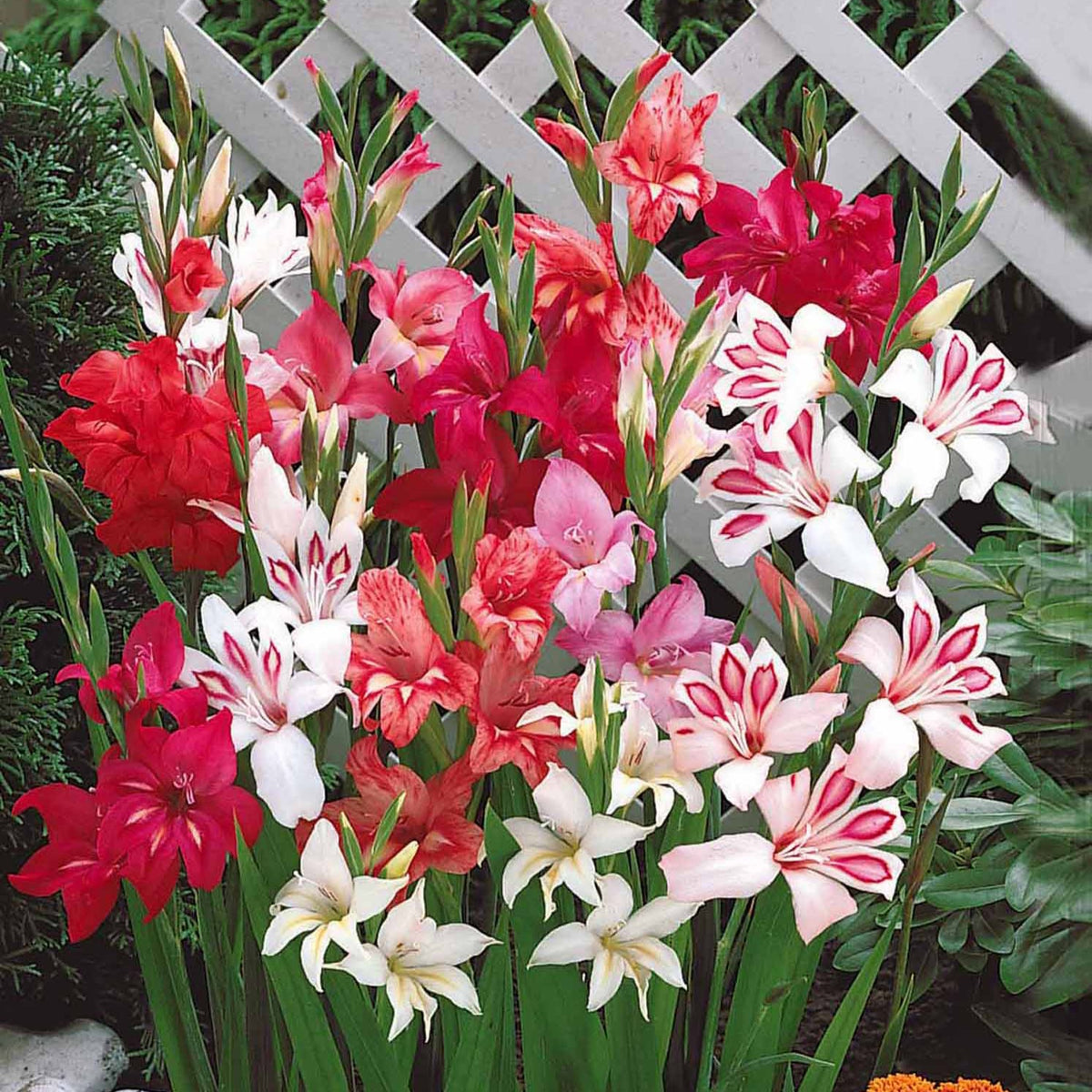 Zwerg-Gladiolen Mischung 'Nanus' (x20) - Gladiolus nanus - Willemse