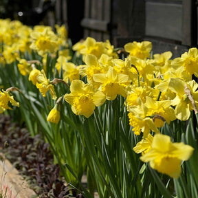 Narzissen-Zwiebeln - Narzissen 'Dutch Master' (x5) - Narcissus 'dutch master'