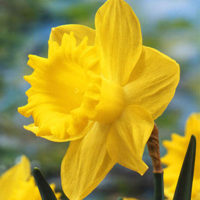 Verkauf Narzissen 'Dutch Master' (x5) - Narcissus 'dutch master'