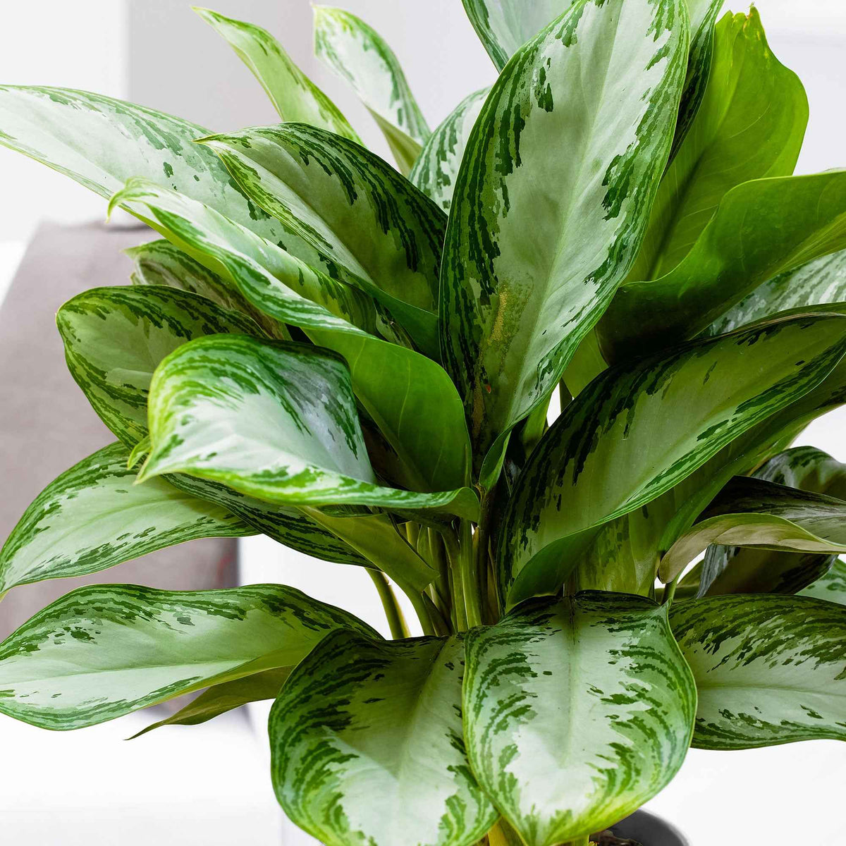 Kolbenfaden 'Silver Bay' - Aglaonema silver bay - Willemse