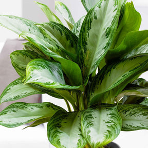 Kolbenfaden 'Silver Bay' - Aglaonema silver bay - Willemse