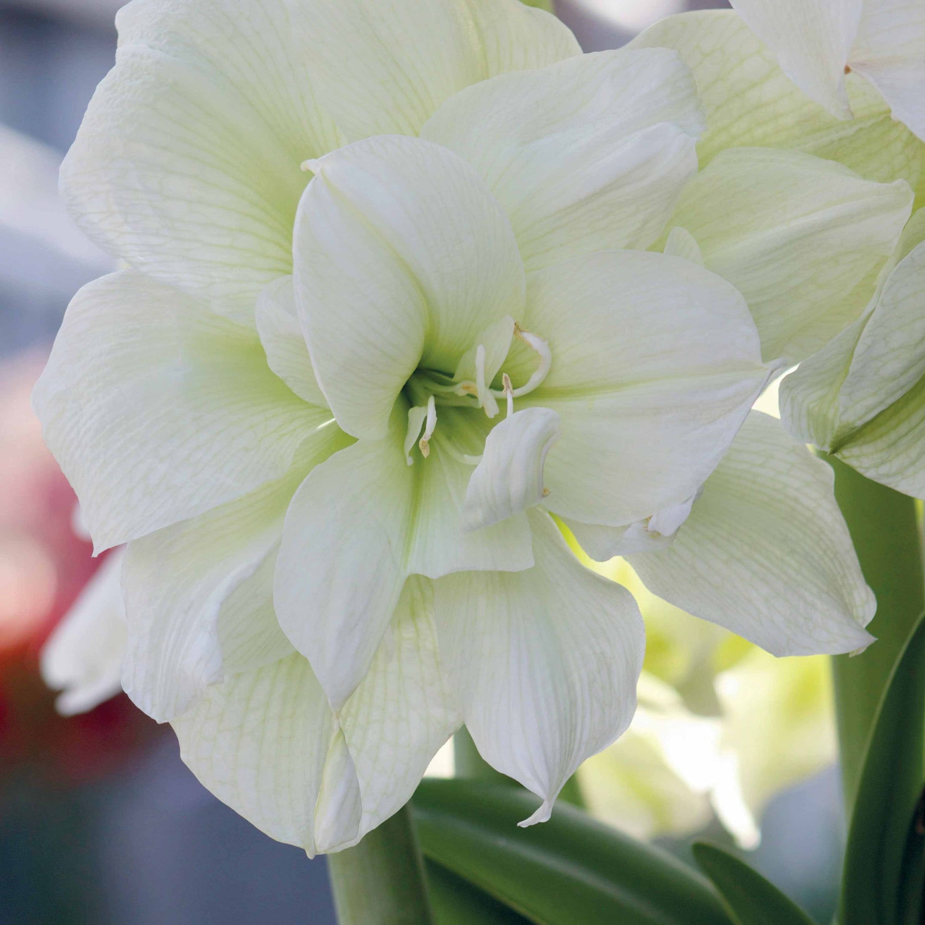 Amaryllis 'Arctic Nymph' - Amaryllis white nymph - Amaryllis