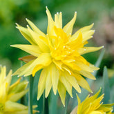 Narzissen 'Rip van Winkle' (x5) - Narcissus Rip van Winkle - Willemse