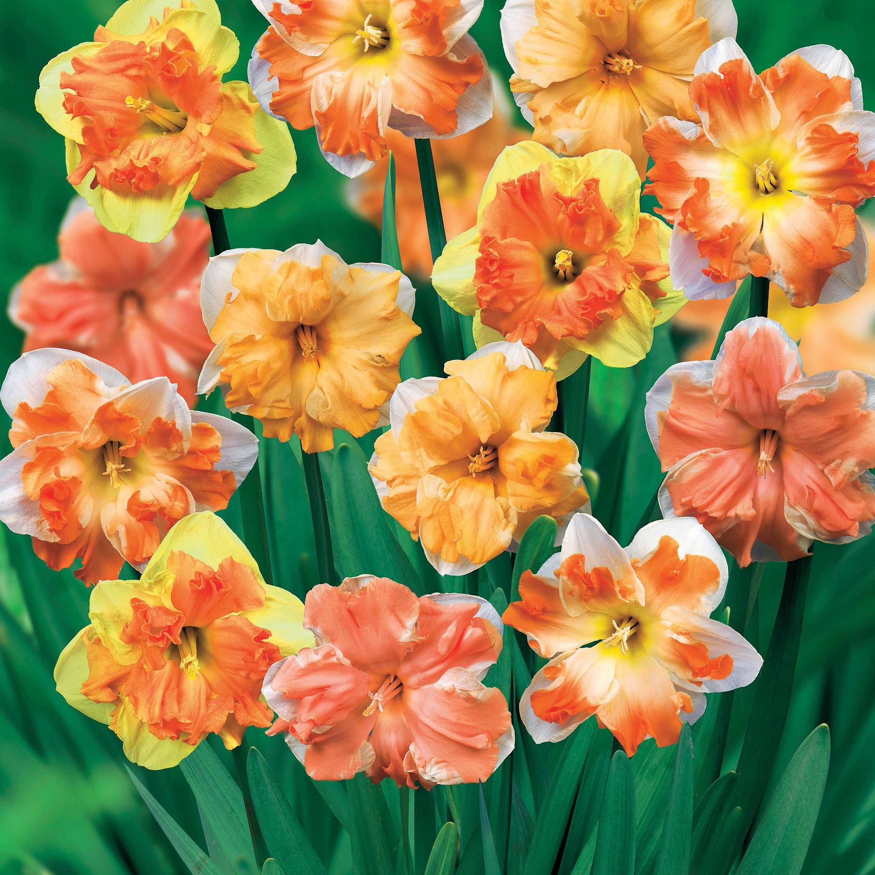 Narzissen Mischung 'Flower Power' (x10) - Narcissus - Blumenzwiebeln Frühlingsblüher