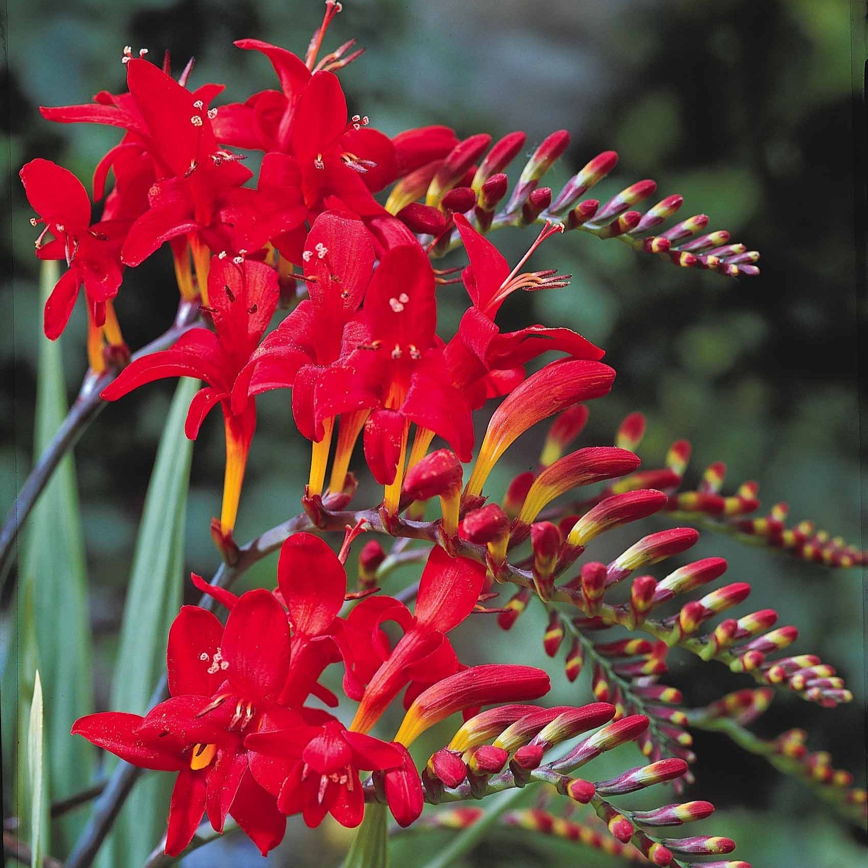 Verkauf Crocosmia 'Lucifer' rot (x15) - Crocosmia red