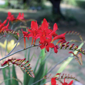 Crocosmia 'Lucifer' rot (x15) - Crocosmia red