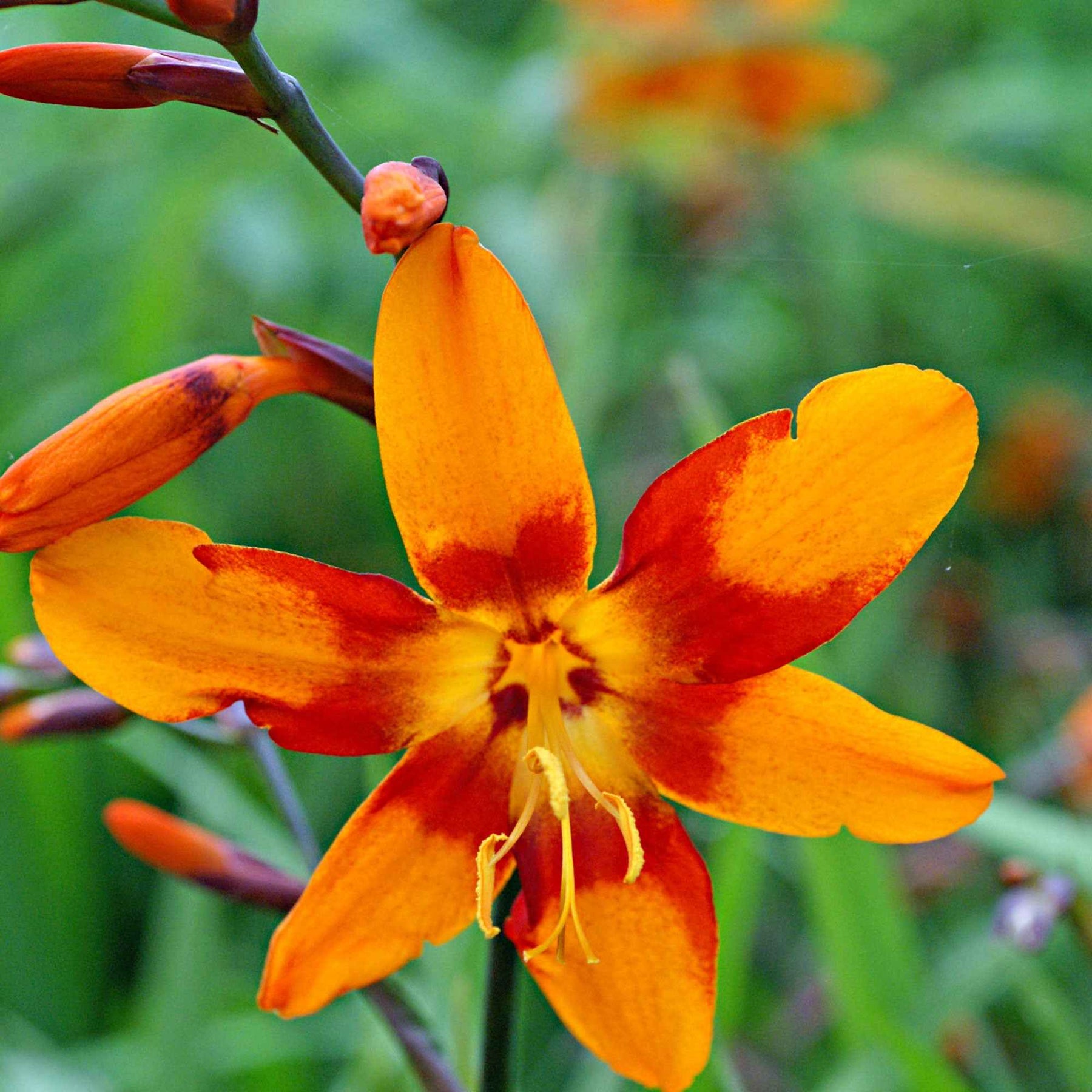 Crocosmia - Montbretie - Montbretie 'Emily McKenzie' - Crocosmia Emily Mckenzie