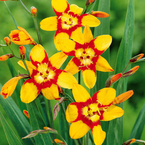 Montbretie 'Emily McKenzie' (x15) - Crocosmia emily mckenzie - Blumenzwiebel-pakete