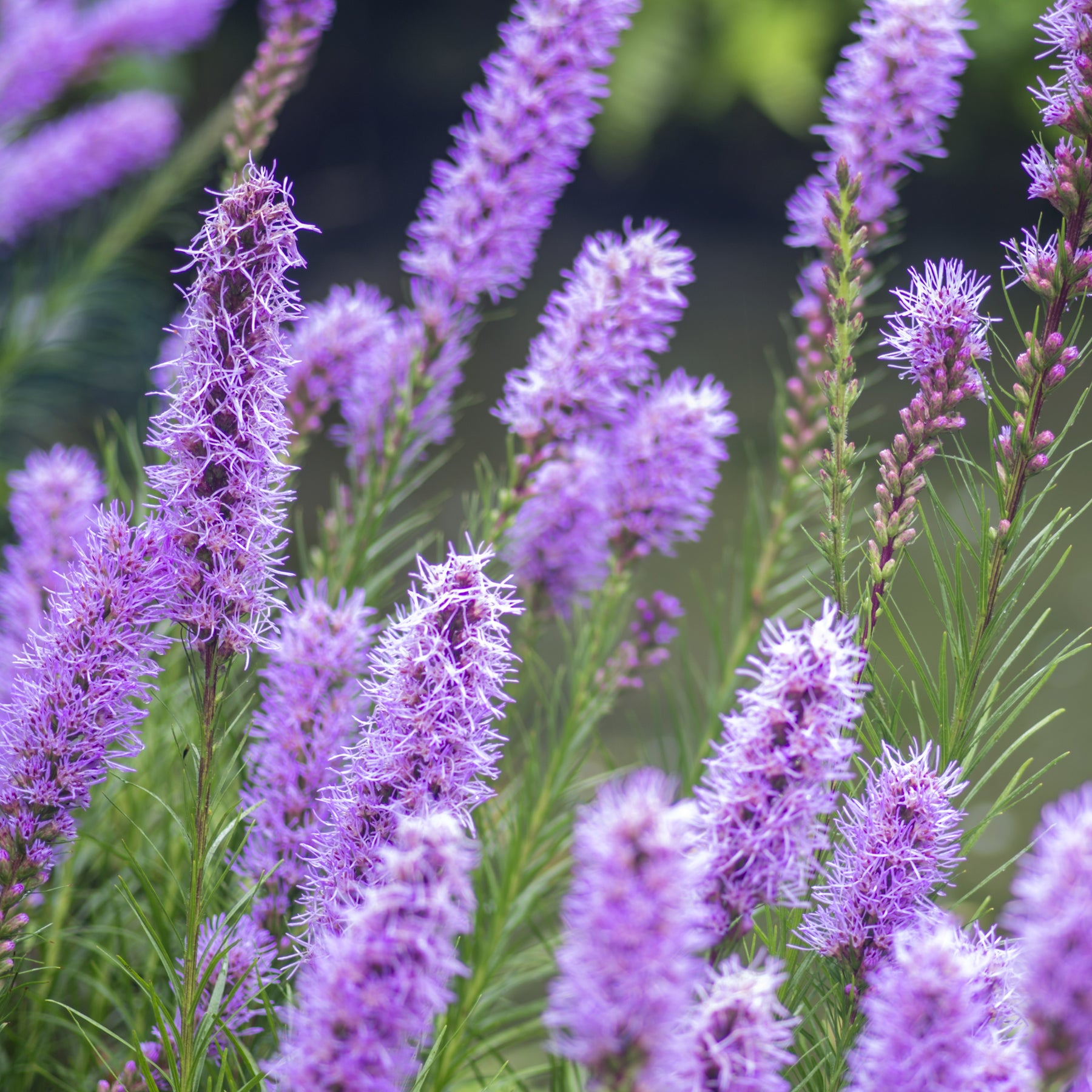 Liatris spicata - Prachtscharte (x25) - Natürlicher Zwiebel-Mix