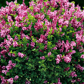 Syringa meyeri  palibin - Zwergflieder 'Palibin'™ - Blühende Sträucher