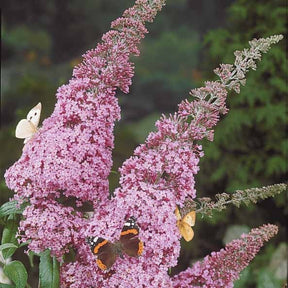 Schmetterlingsflieder 'Pink Delight' - Buddleja davidii pink delight - Bienen- und schmetterlingsfreundliche Pflanzen
