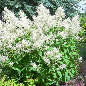 Waldgeißbart - Aruncus dioicus - Willemse