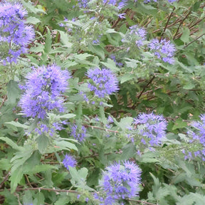 Bartblume 'Heavenly Blue' - Caryopteris clandonensis Heavenly Blue - Willemse