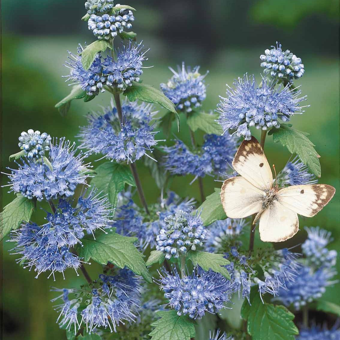 Bartblume 'Heavenly Blue' - Spiraea - Willemse