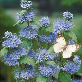 Bartblume 'Heavenly Blue' - Spiraea - Willemse