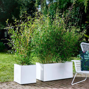 Gartenbambus - Fargesia rufa - Willemse