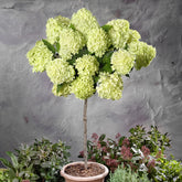 Rispenhortensie 'Limelight'