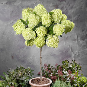 Rispenhortensie 'Limelight'