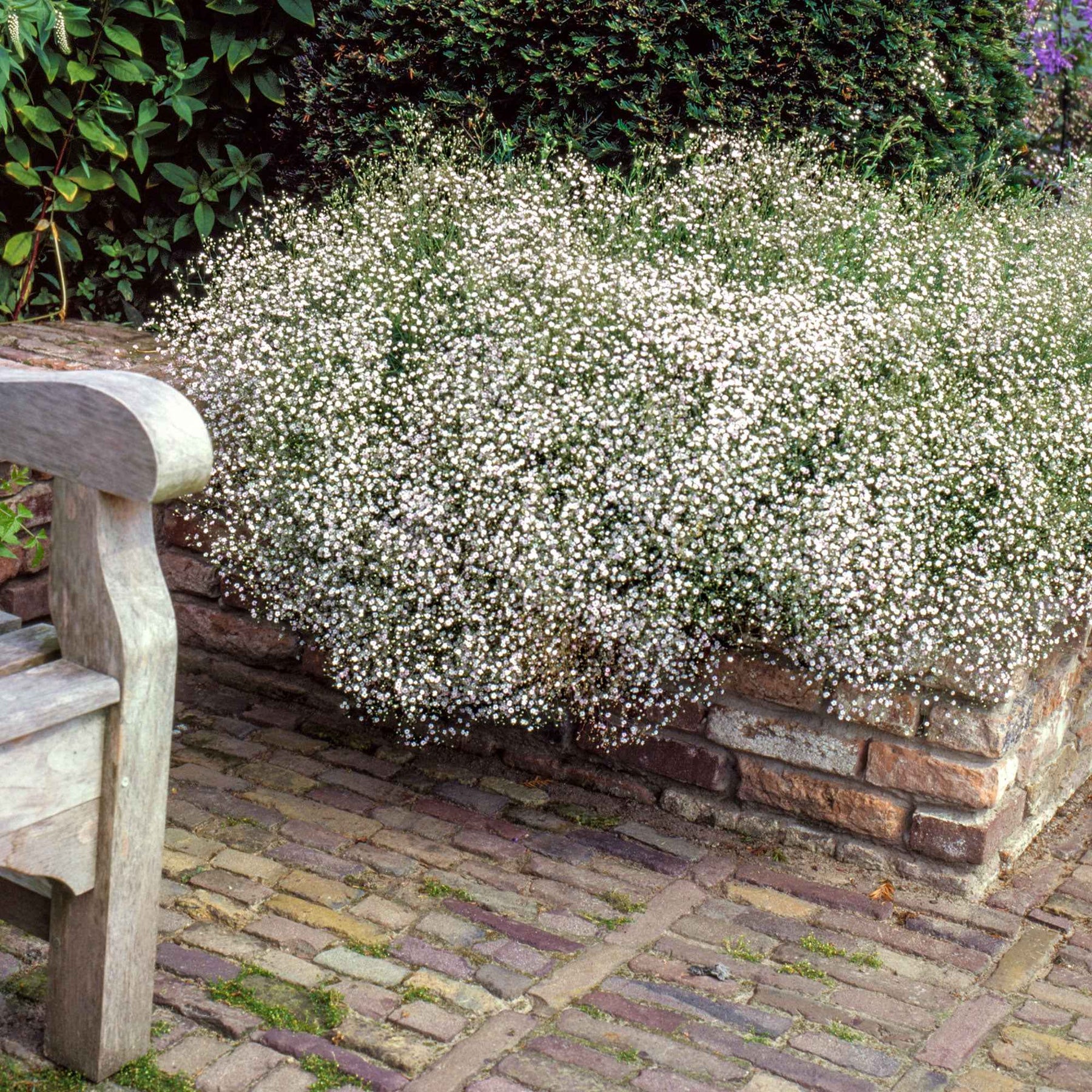 Blühende Stauden - Stauden-Kollektion für naturnahe Beete (x11) - Delphinium, gypsophila paniculata, centranthus ruber