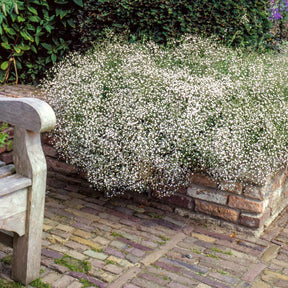 Blühende Stauden - Stauden-Kollektion für naturnahe Beete (x11) - Delphinium, gypsophila paniculata, centranthus ruber