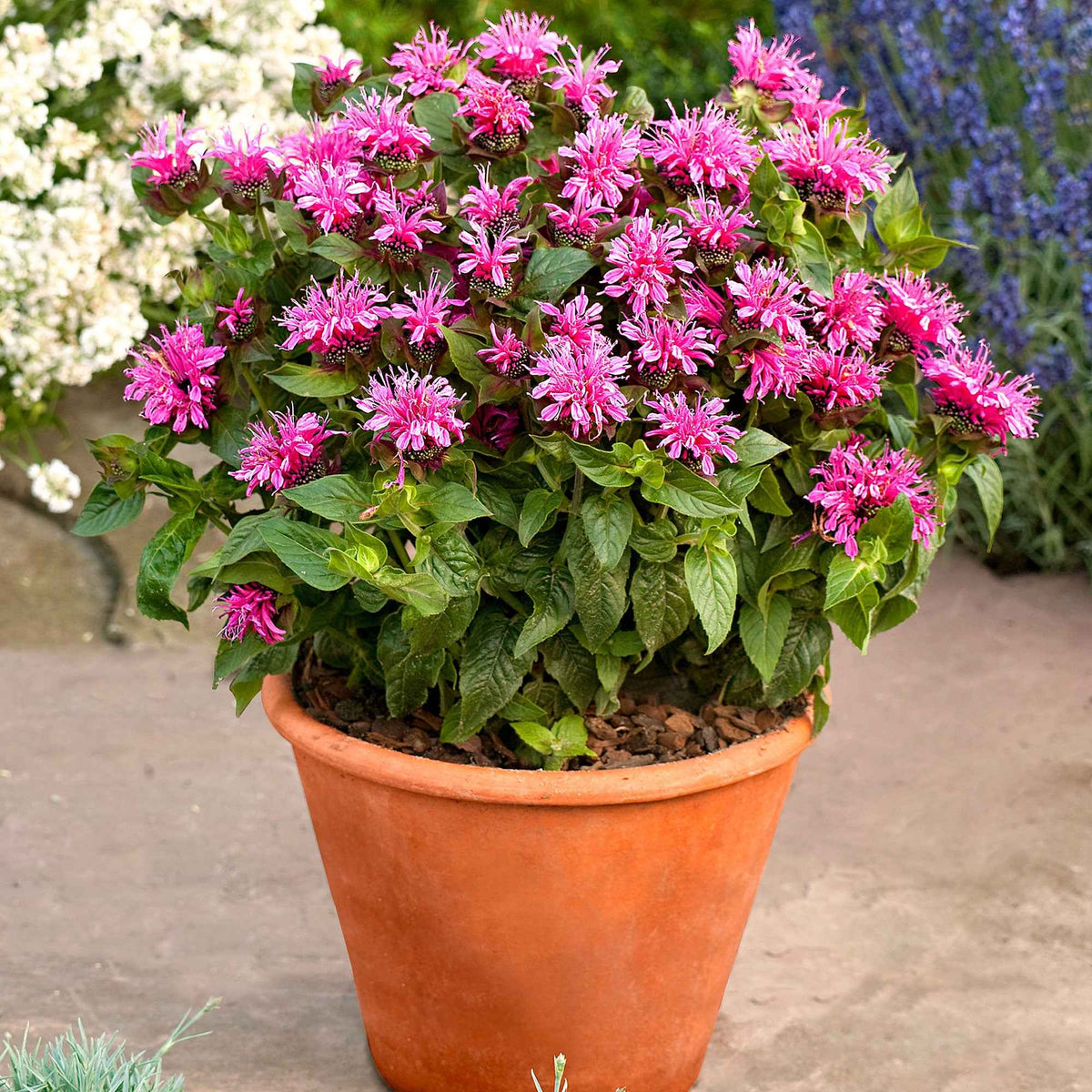 Indianernessel 'Cranberry Lace' - Willemse