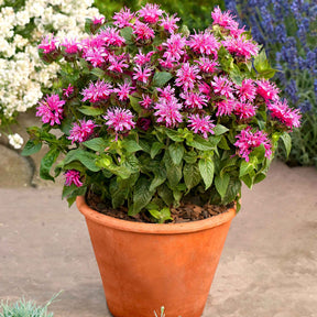 Indianernessel 'Cranberry Lace' - Willemse