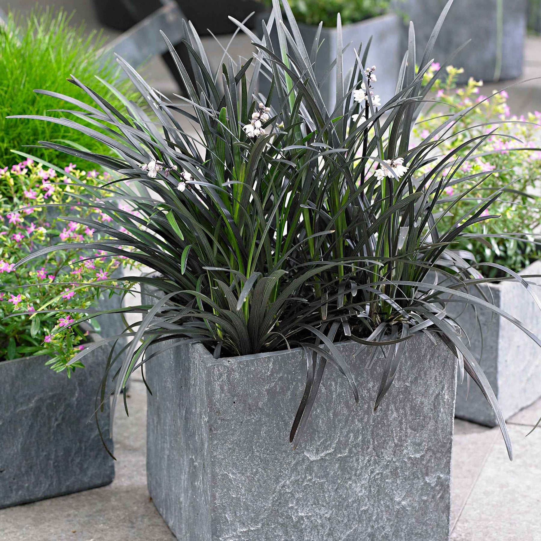 Schwarzer Schlangenbart 'Nigrescens' - Ophiopogon planiscapus Nigrescens - Willemse