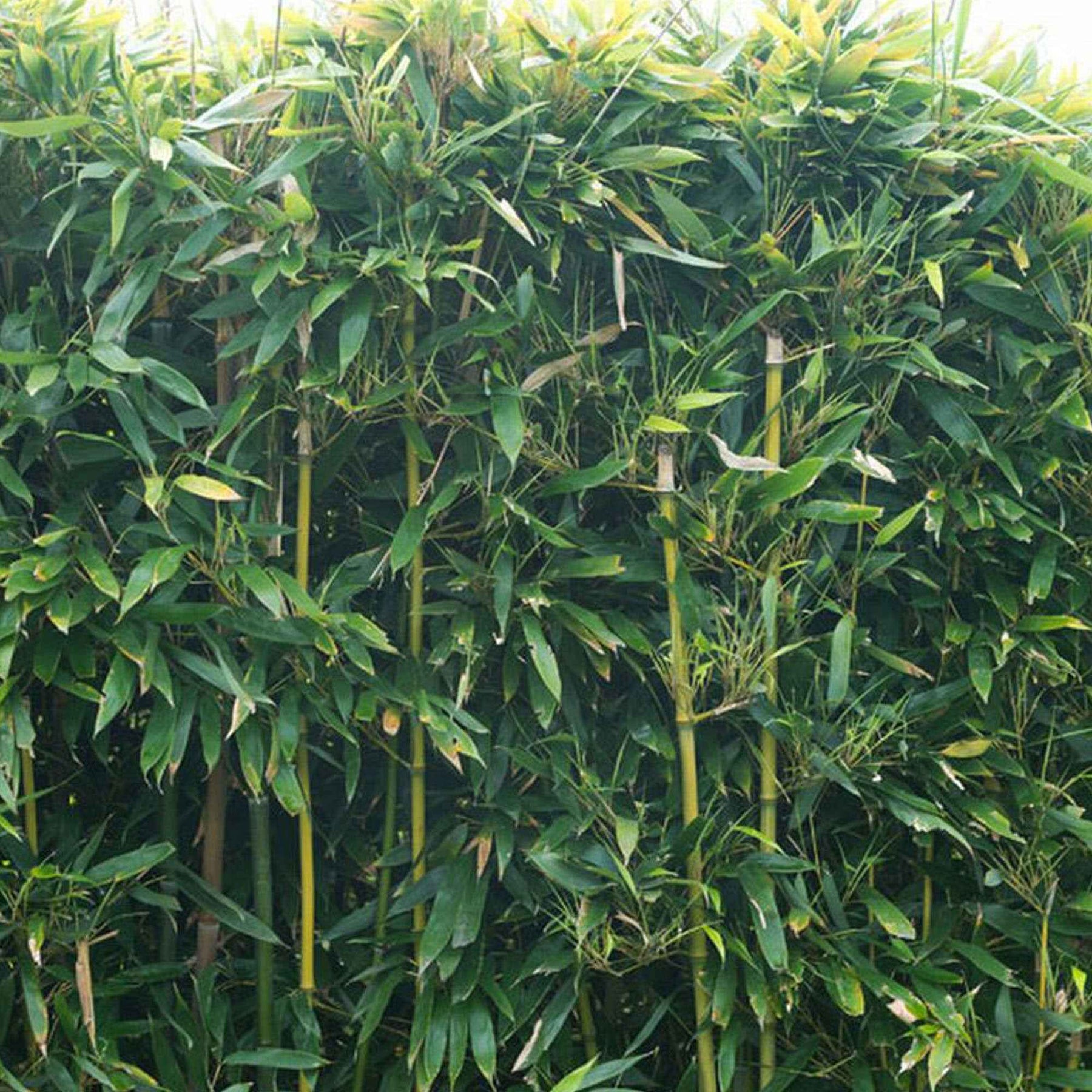 Bambus - Bisset-Bambus - Phyllostachys bissetii