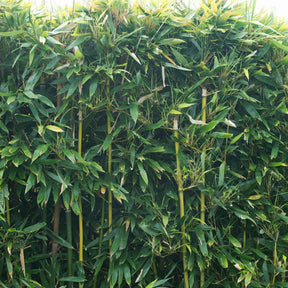 Bambus - Bisset-Bambus - Phyllostachys bissetii