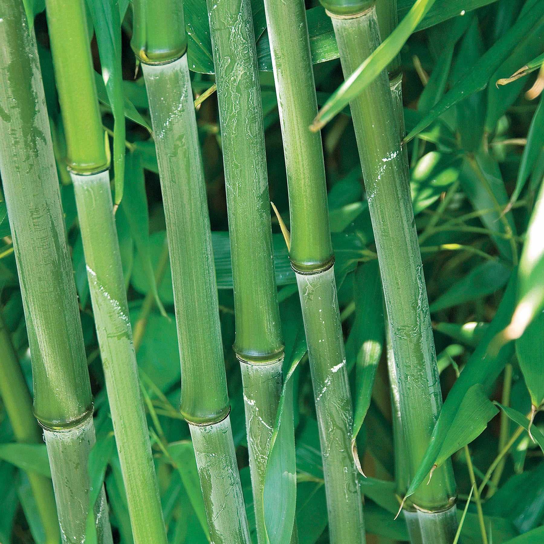 Verkauf Bisset-Bambus - Phyllostachys bissetii