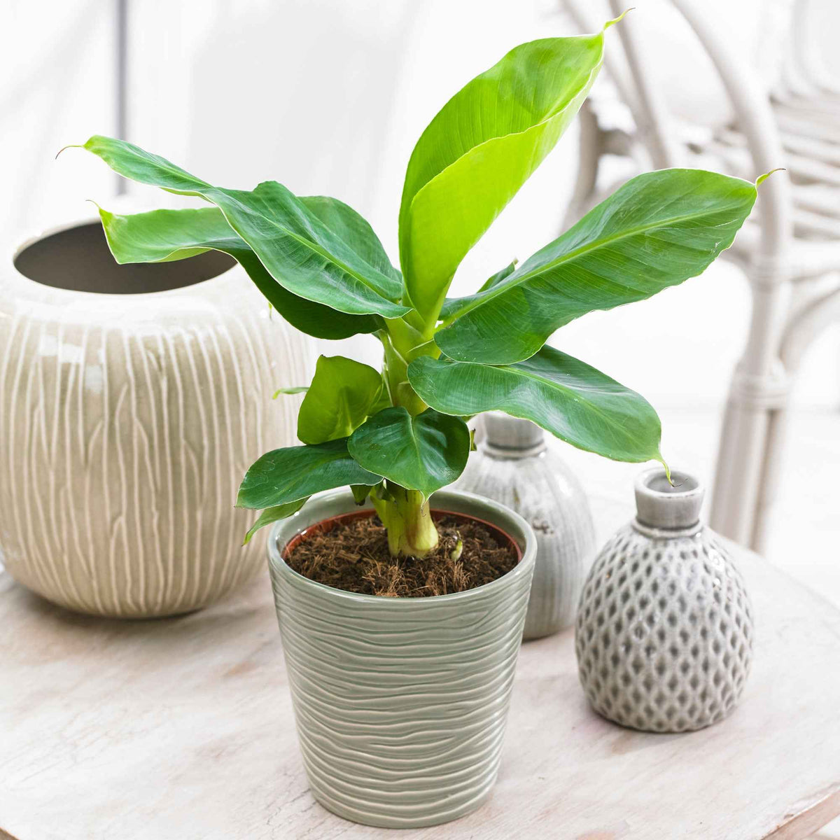 Bananenpflanze 'Oriental Dwarf' - Musa oriental dwarf - Willemse