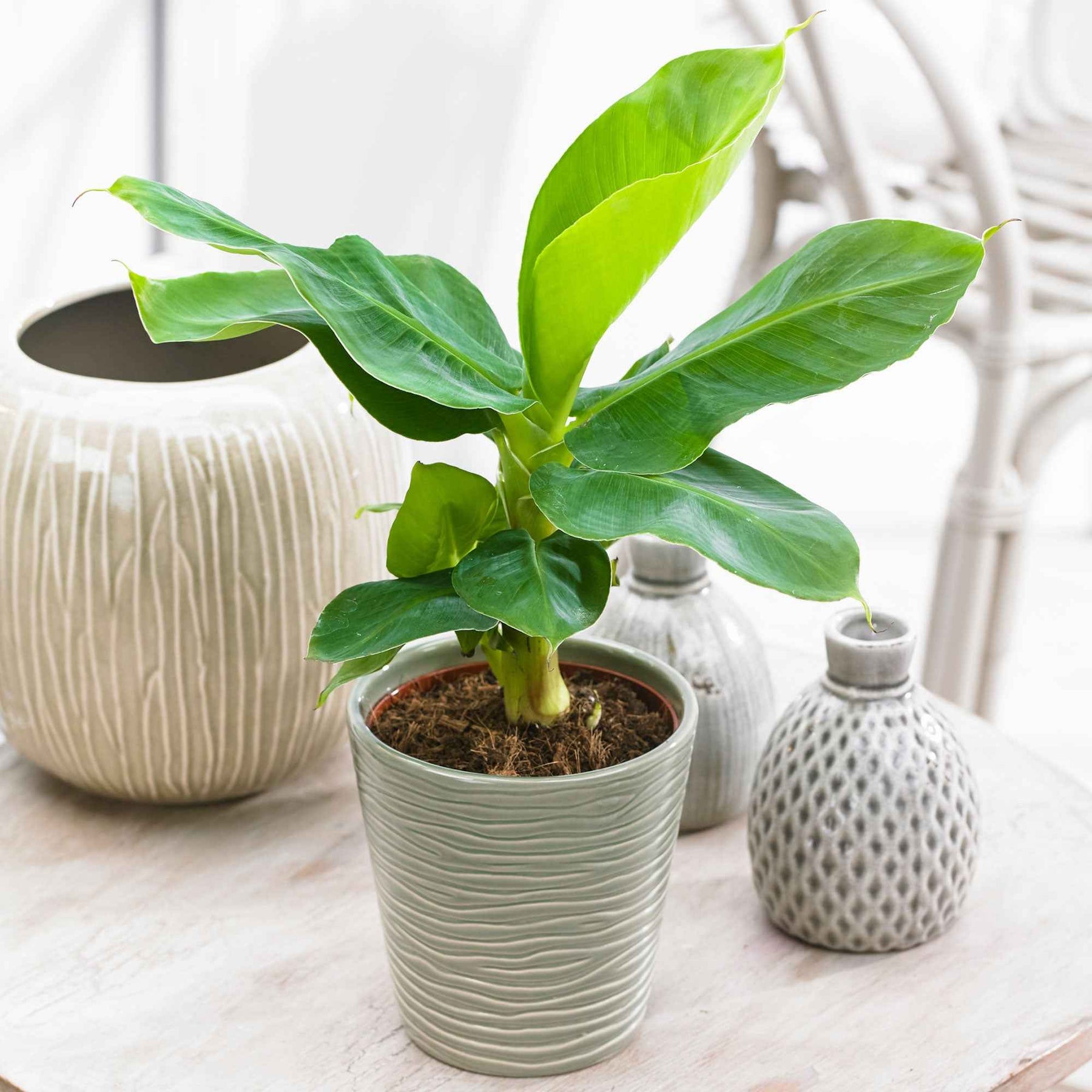 Bananenpflanze 'Oriental Dwarf' - Musa oriental dwarf - Willemse