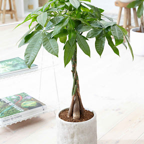 Glückskastanie mit geflochtenem Stamm - Willemse