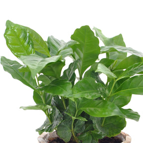 Grüne Zimmerpflanzen - Kaffeepflanze Coffea - Coffea arabica