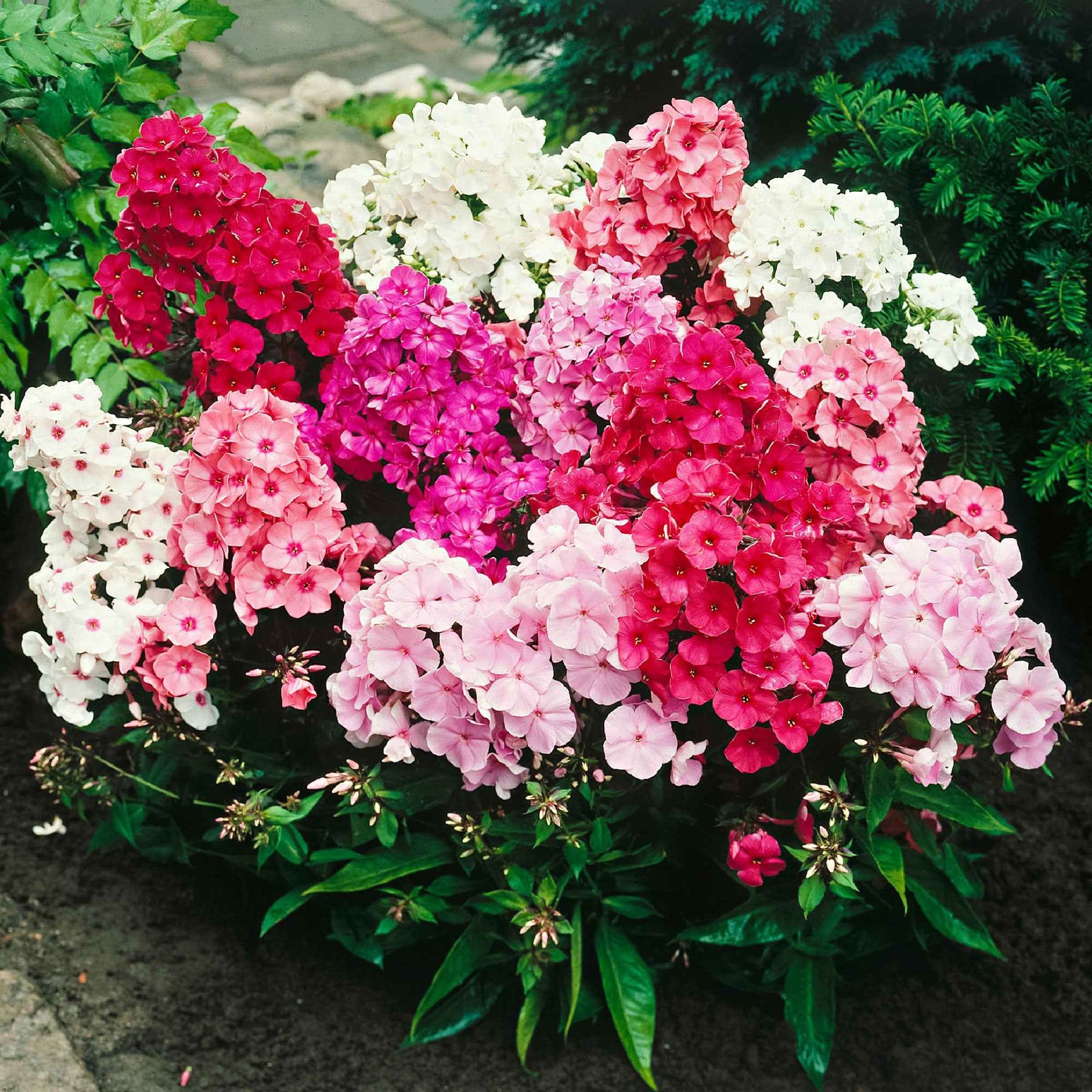 Flammenblumen Mischung (x5) - Phlox paniculata - Willemse