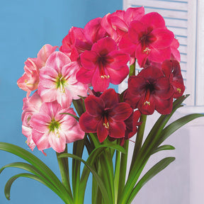 Amaryllis Mischung (x3) - Amaryllis 'hercules', 'carmen', 'apple blossom'