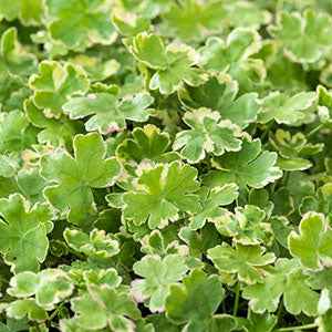 Bunter Wassernabel - Willemse