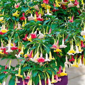 Engelstrompete 'Tricolor' - Brugmansia - Willemse
