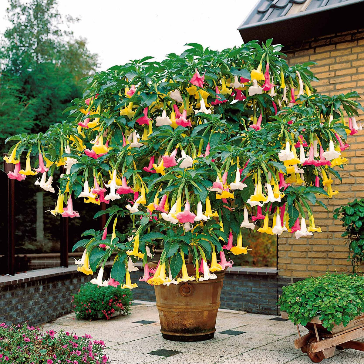 Engelstrompete 'Tricolor' - Brugmansia