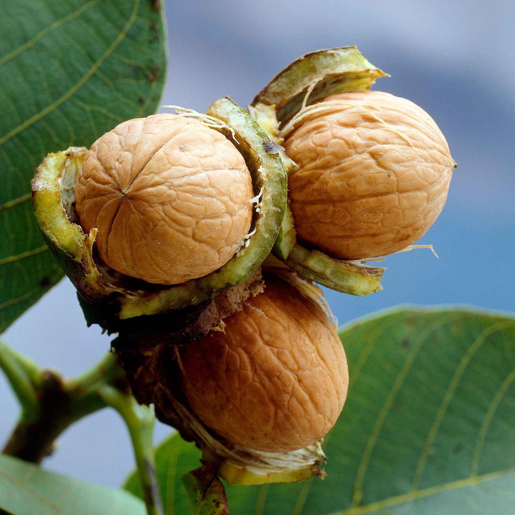 Walnuss - Juglans regia - Willemse