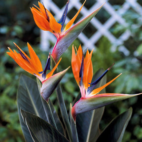 Strelitzia - Paradiesvogelblume Strelitzie - Strelitzia reginae humilis