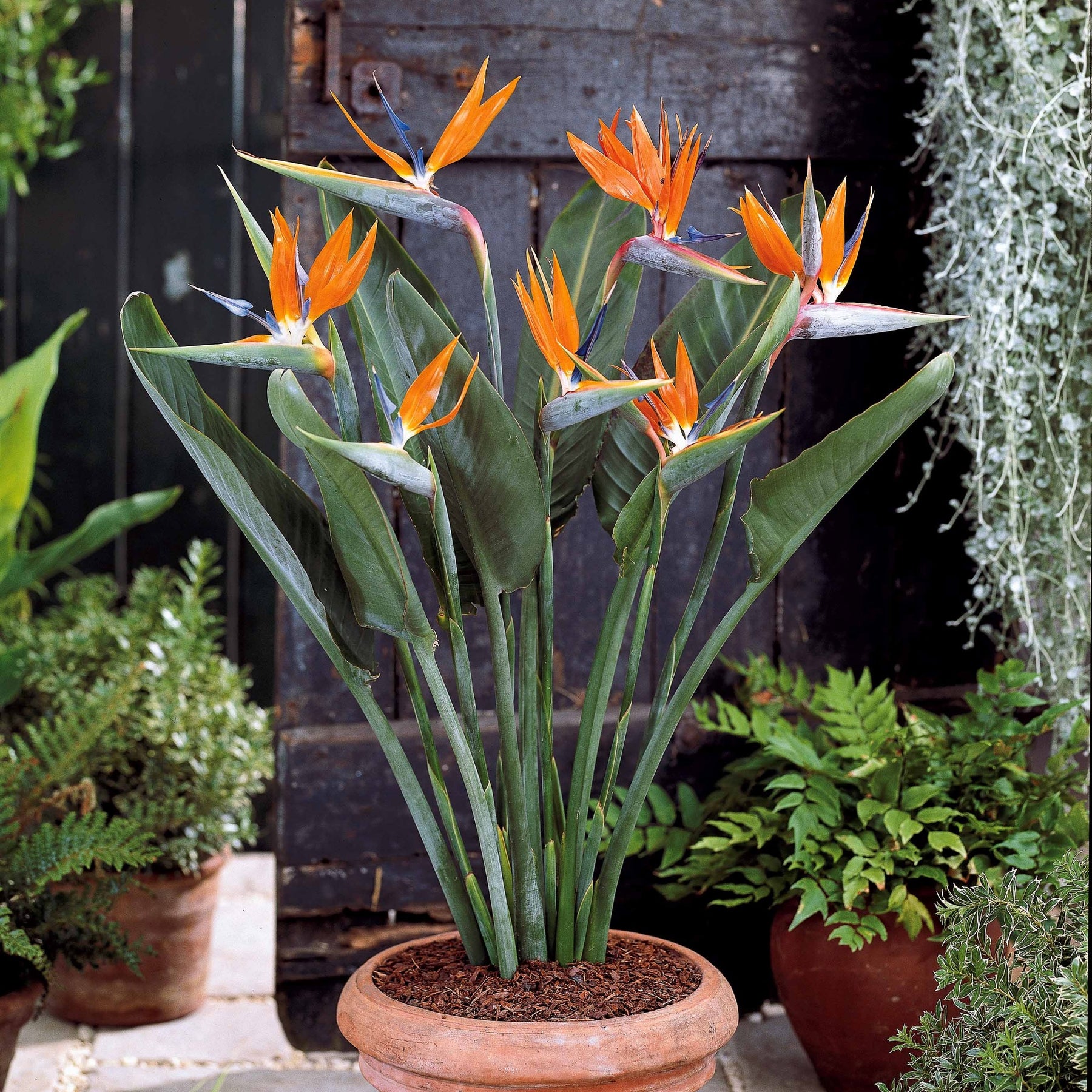 Verkauf Paradiesvogelblume Strelitzie - Strelitzia reginae humilis